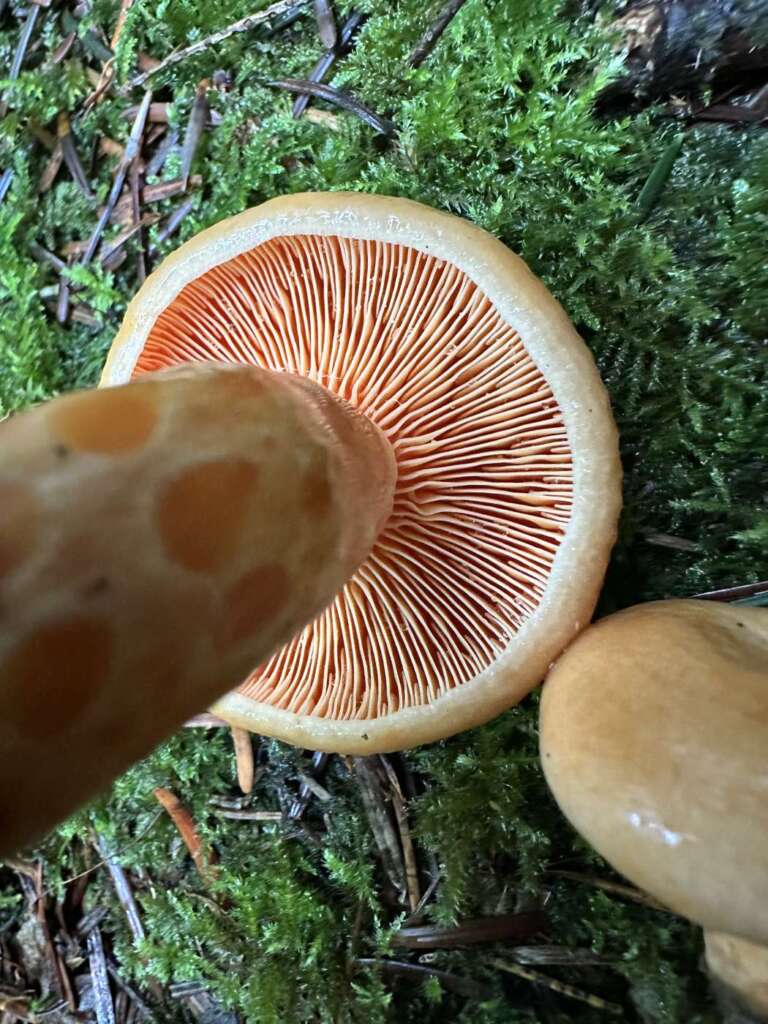 Orange Lamellen