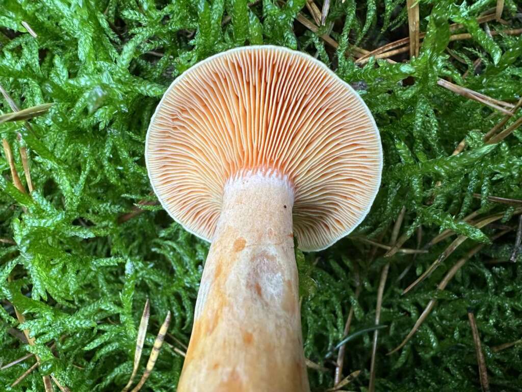 Lamellen