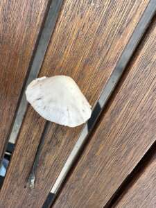 Langstieliger Knoblauchschwindling