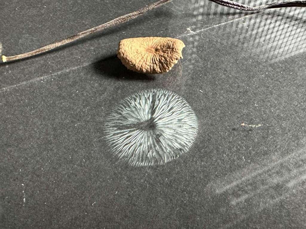 Sporenabdruck