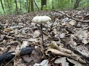 Langstieliger Knoblauchschwindling