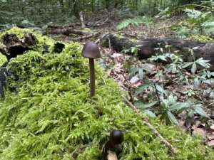 Langstieliger Knoblauchschwindling