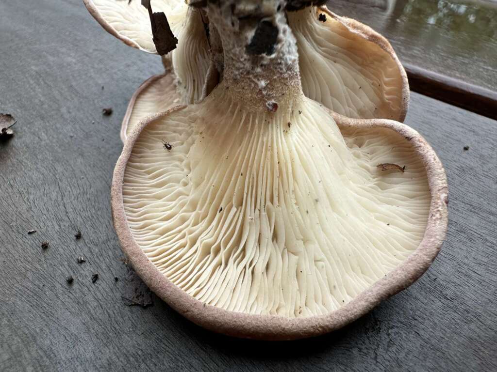 Herablaufende Lamellen