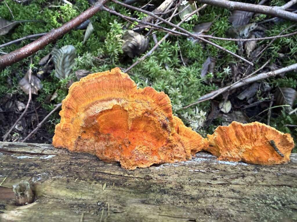 Junge, leuchtend orange Konsolen an Nadelholz