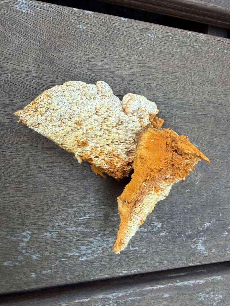 Bruchstelle: kräftig oranges Fleisch
