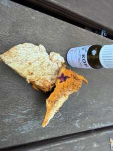 KOH färbt das Fleisch blut- bis weinrot