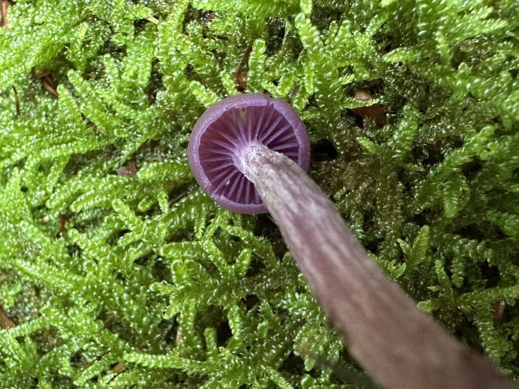 Dicke, violette Lamellen