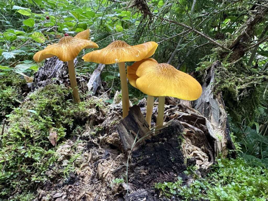 Leuchtend gelbe Fruchtkörper auf Totholz