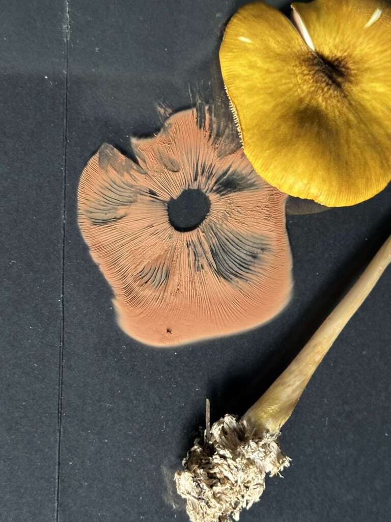 Rosa Sporenabdruck