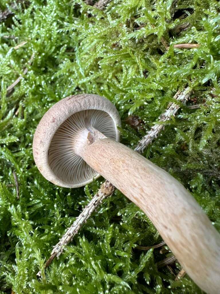 Lamellen