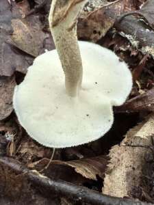 Maiporling