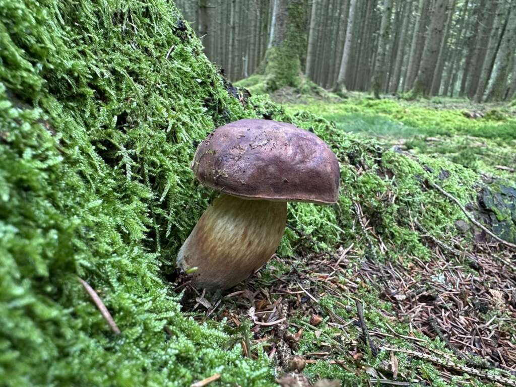 Fruchtkörper im Nadelwald