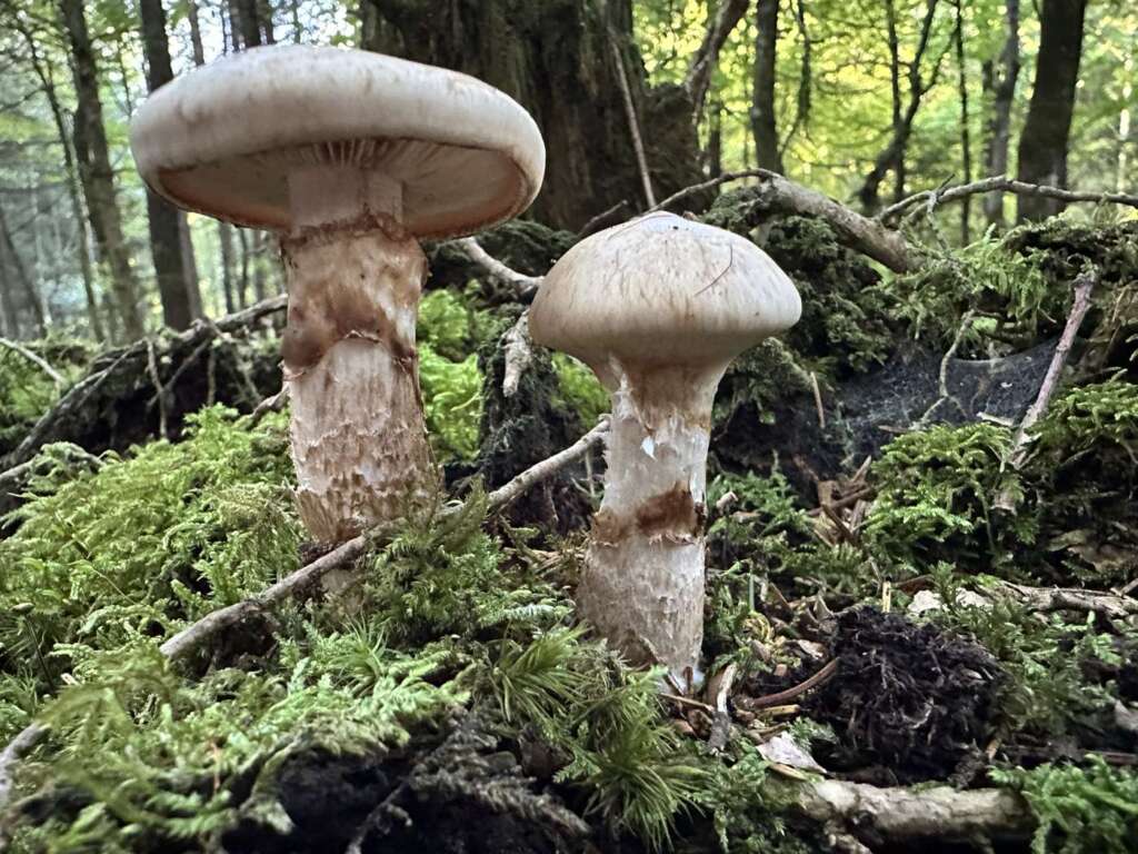 Kräftige Fruchtkörper