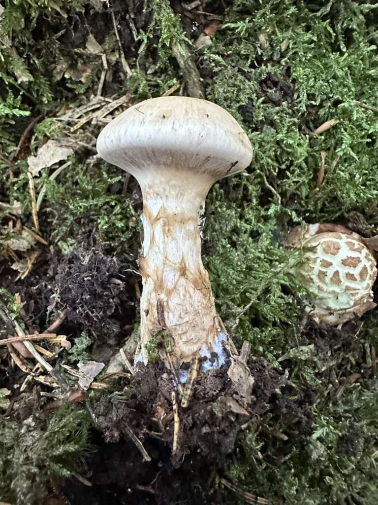 Wurzelnder, geschuppter Stiel