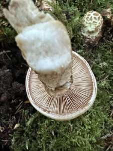Marzipanfälbling