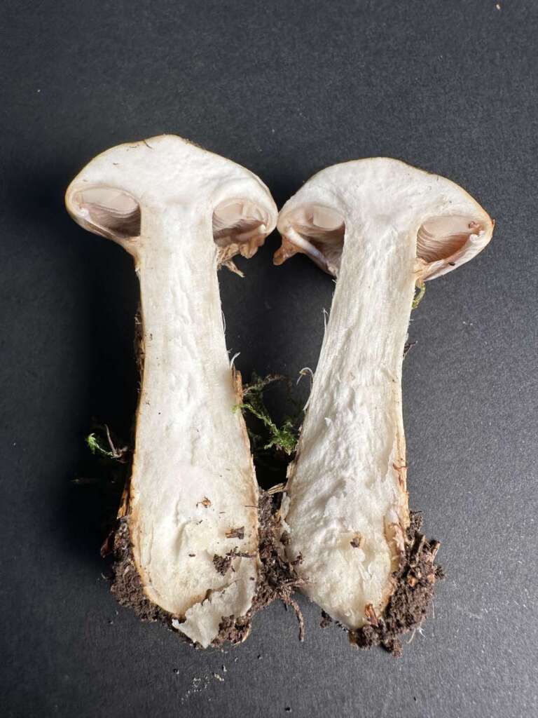 Längsschnitt