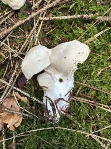 Mehlräsling
