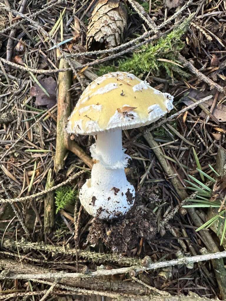 Ganzer Fruchtkörper