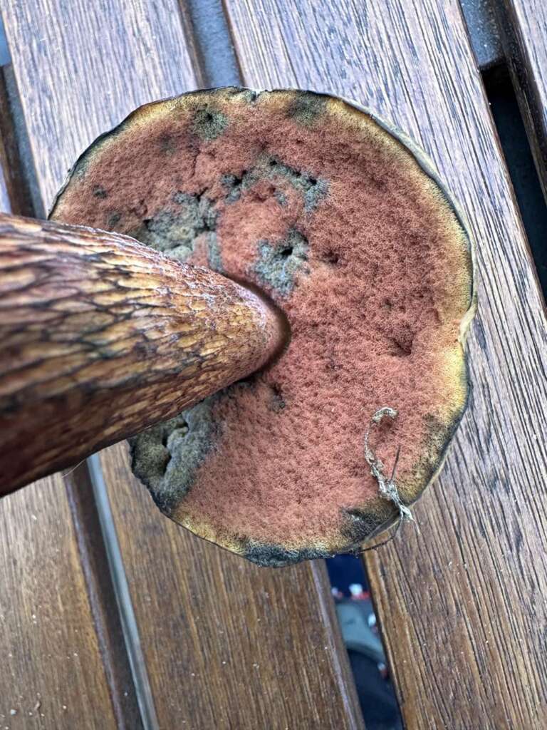 Orangerote Poren