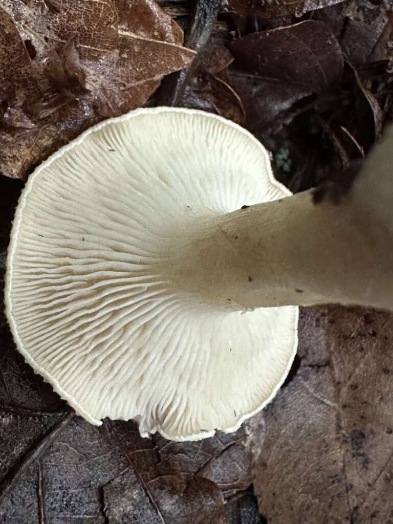 Herablaufende Lamellen