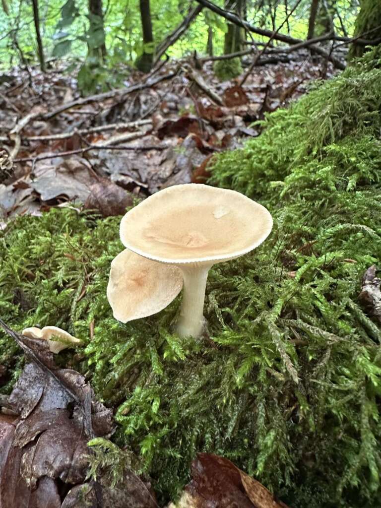 Fruchtkörper im Moos