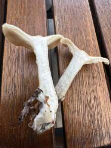 Ockerbrauner Trichterling