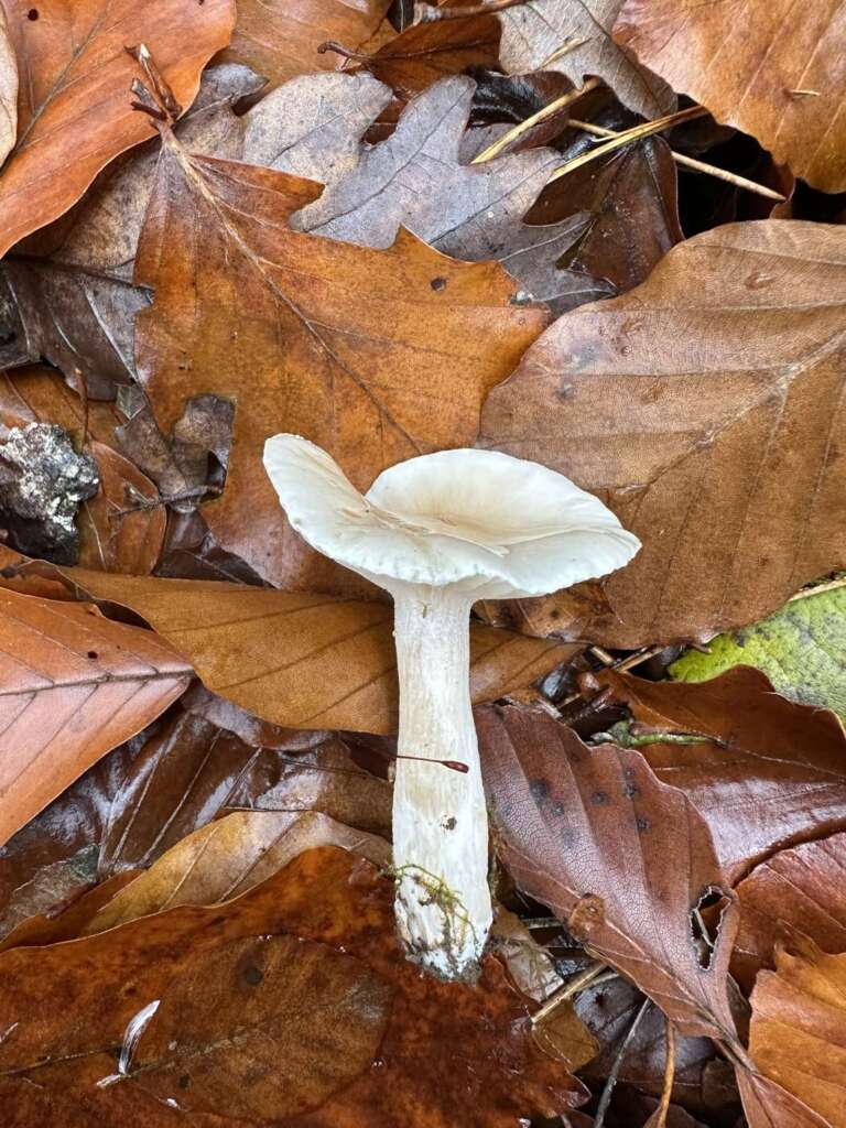 Fruchtkörper im Buchenlaub