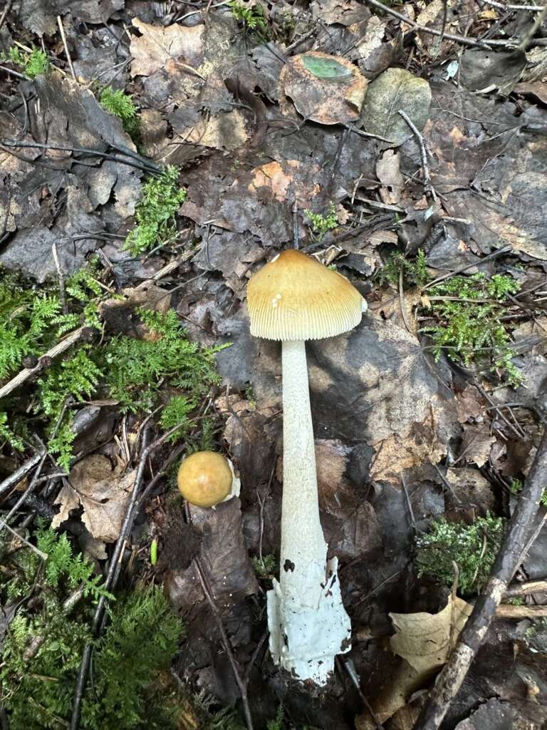 Ganzer Fruchtkörper