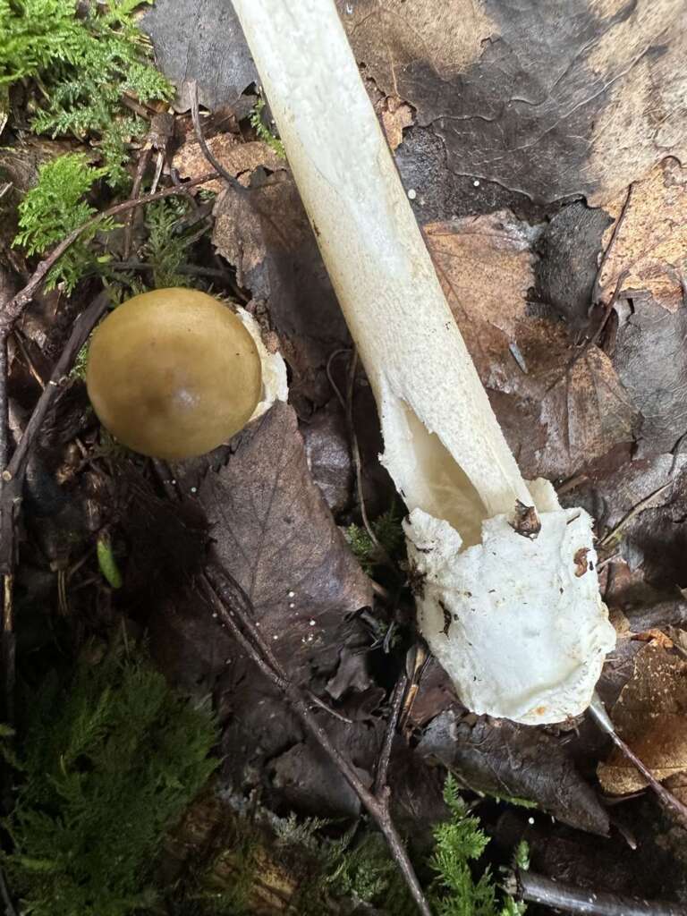 Weiße, häutige Scheide
