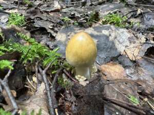 Orangegelber Scheidenstreifling