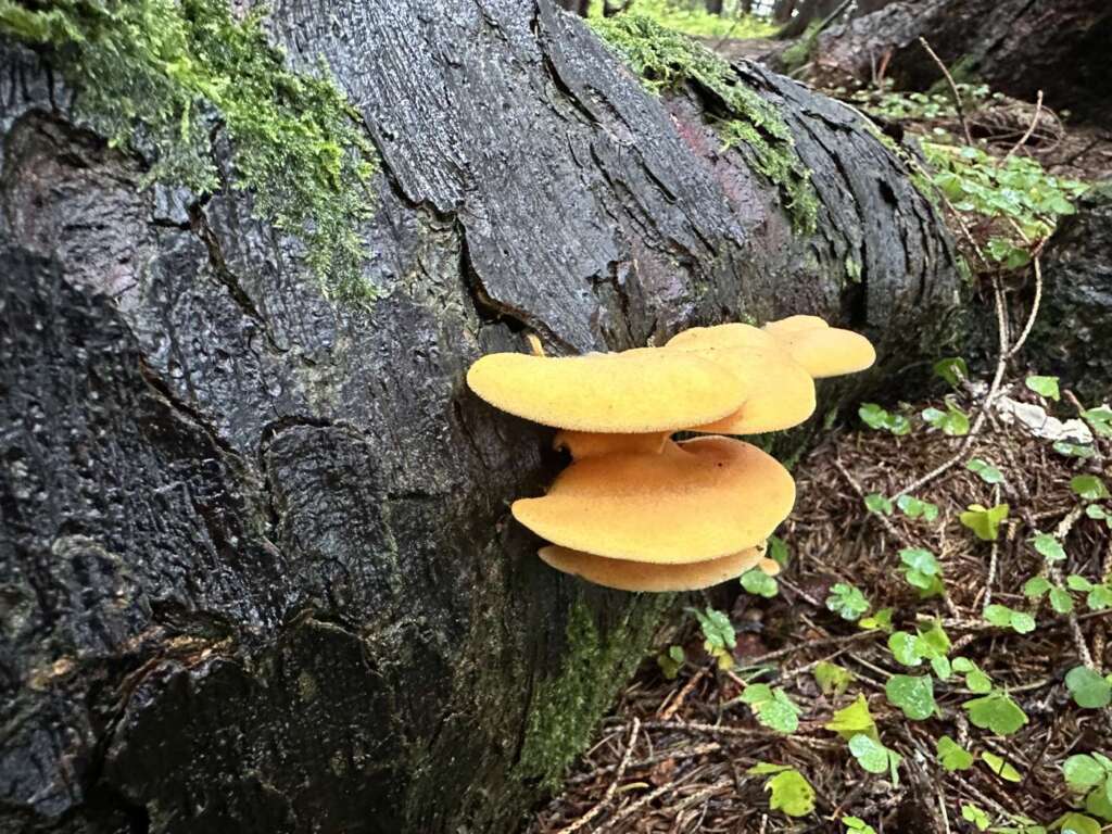Orange Fruchtkörper an Totholz