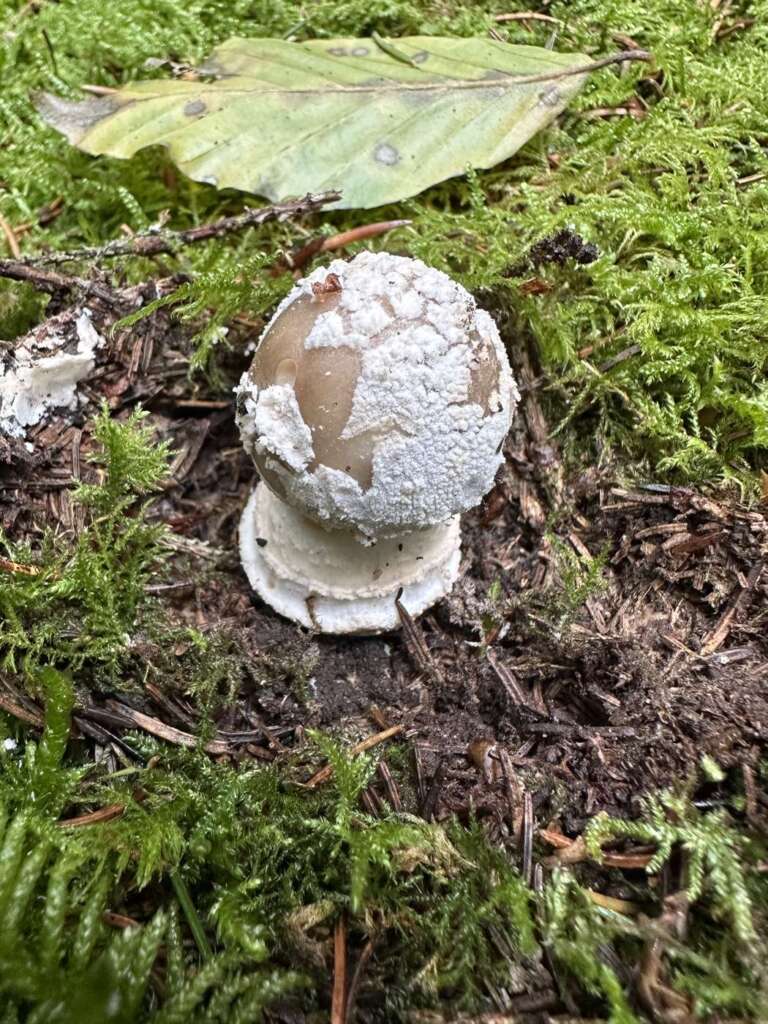 Knolle mit abgesetztem Wulst („Bergsteigersöckchen“)