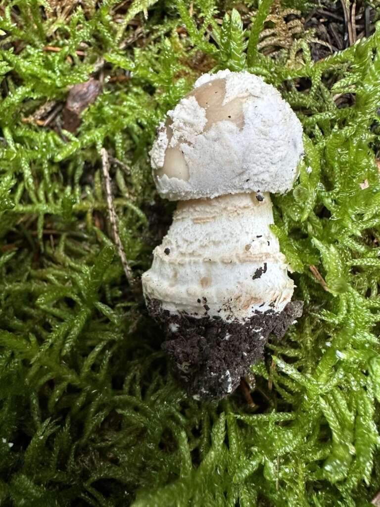 Knolle und Stielgürtel