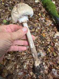 Parasol