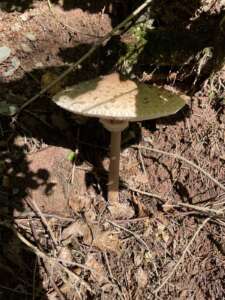 Parasol