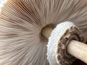 Parasol