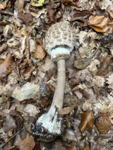 Parasol