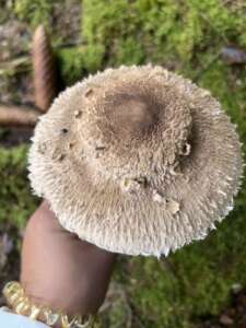 Parasol