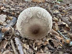 Parasol