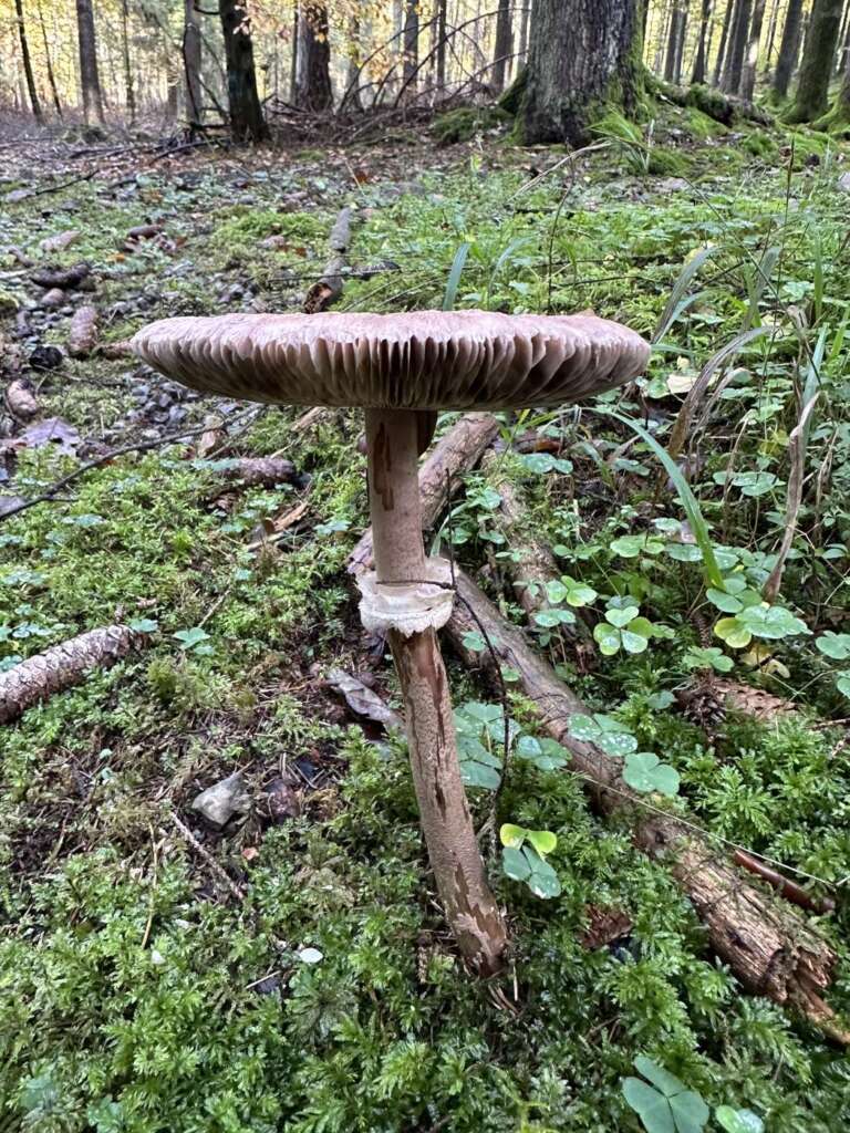 Ausgewachsener Parasol