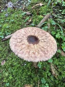 Parasol