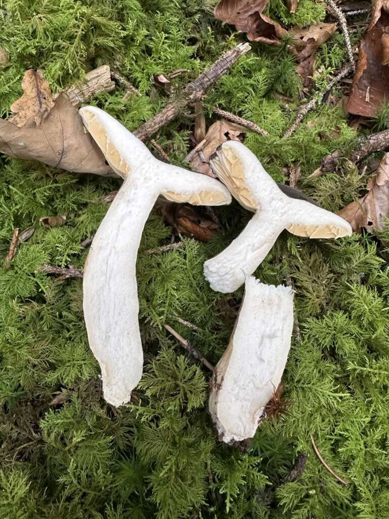 Längsschnitt