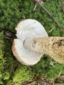 Perlpilz