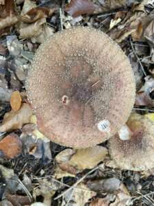 Perlpilz