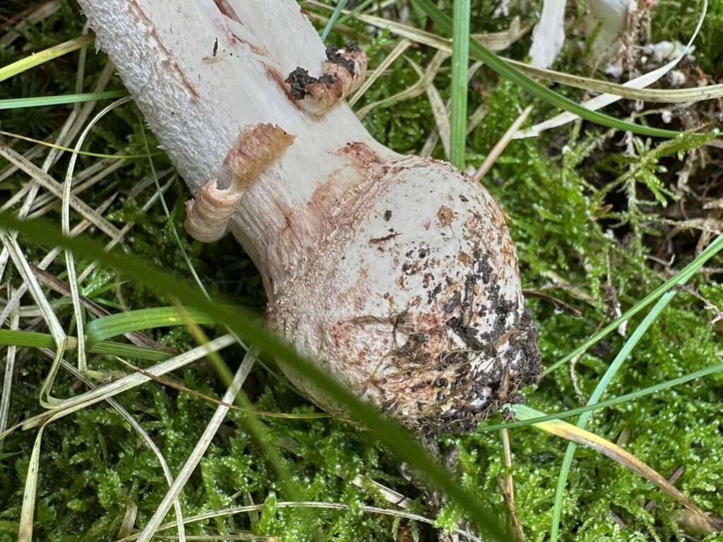 Rübenförmige Knolle ohne Scheide
