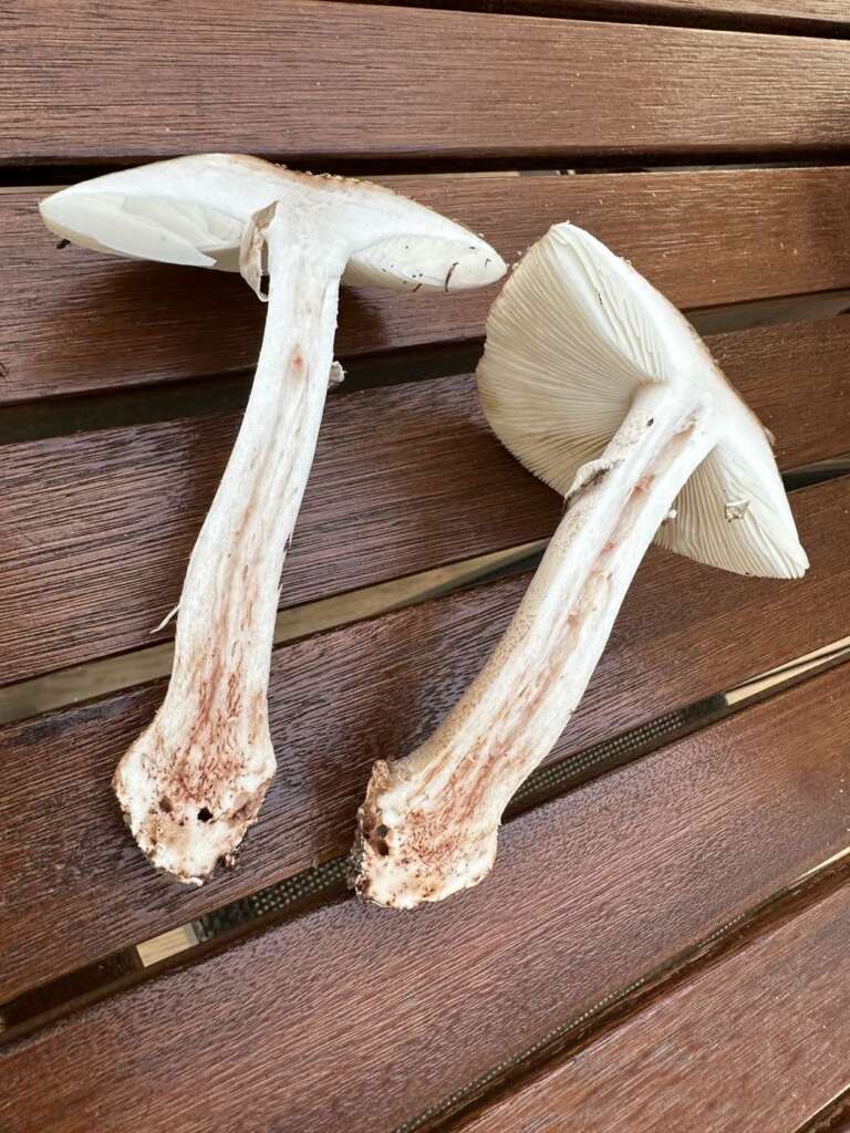 Längsschnitt: rötendes Fleisch