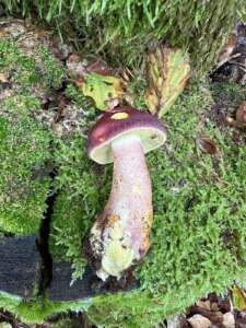 Purpurfilziger Holzritterling