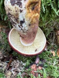 Purpurfilziger Holzritterling