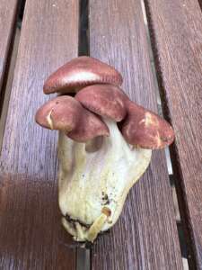 Purpurfilziger Holzritterling