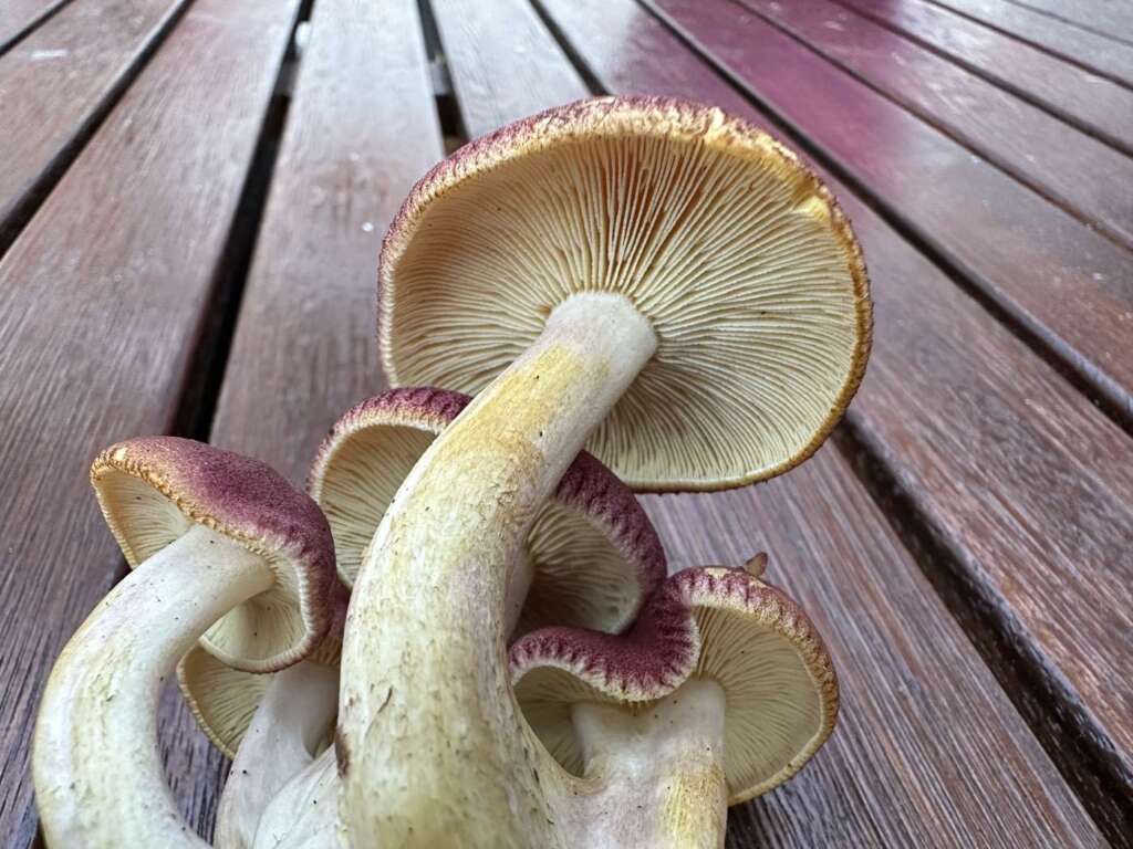 Gelbe Lamellen